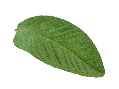 Beyaz arkaplanda guava yaprağı izole