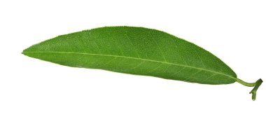 şeftali yaprak beyaz zemin üzerine izole