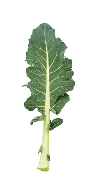 Broccoli Blad Geïsoleerd Witte Achtergrond — Stockfoto