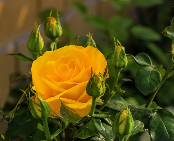 Rosen Hintergrundbild Rosen Garten Schöne Rosen — Stockfoto