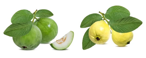 Guava Geïsoleerd Witte Achtergrond — Stockfoto