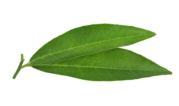Persikoträd Leaf Isolerad Vit Bakgrund — Stockfoto