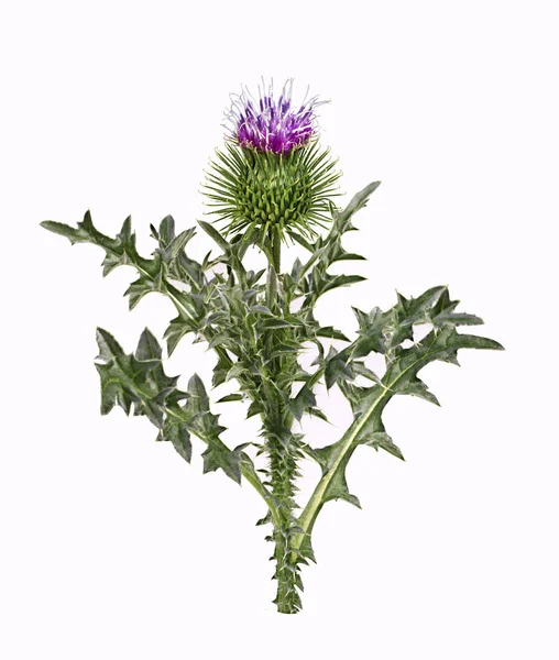 Beyaz Arka Plan Üzerinde Izole Cirsium Arvense Çiçek — Stok fotoğraf