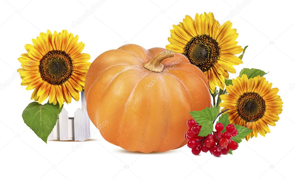 sunflowers,viburnum and pumpkins isolated on white background
