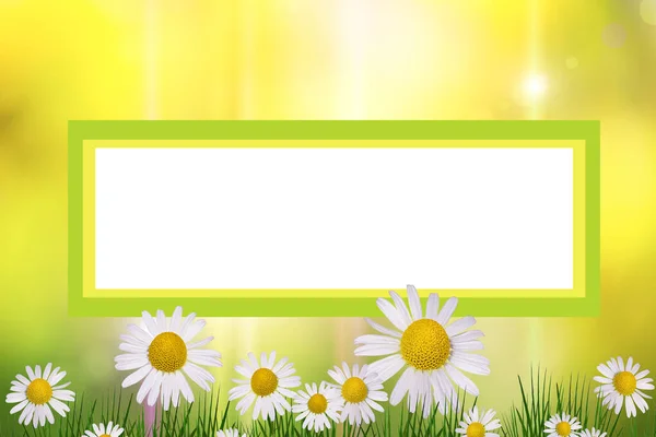 Frame Chamomile Flowers Background Space Text Summer Card — Stock Photo, Image