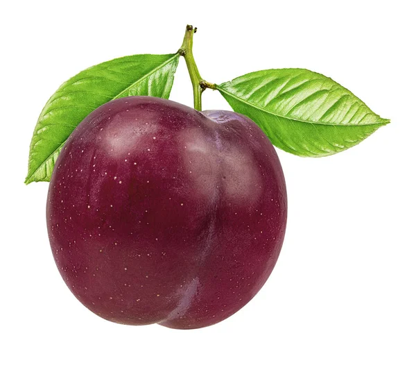 Plum Een Witte Achtergrond — Stockfoto