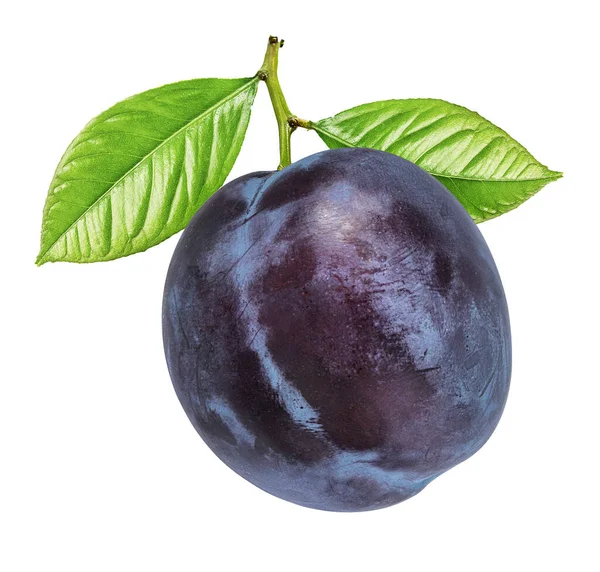 Plum Pada Latar Belakang Putih — Stok Foto