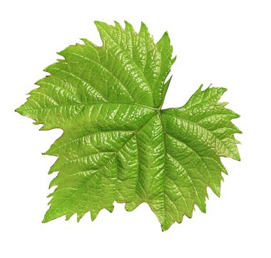 Beyaz arkaplanda üzüm yaprağı izole edildi