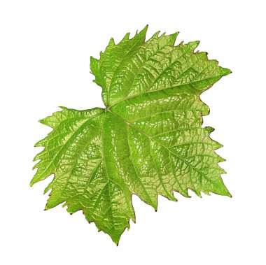 Beyaz arkaplanda üzüm yaprağı izole edildi