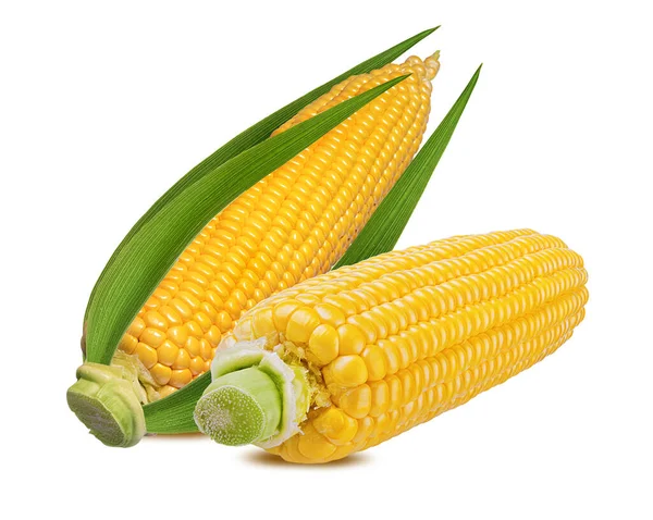Кукуруза Белом Фоне — стоковое фото