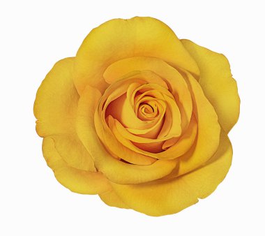 Beyaz arkaplanda izole güller