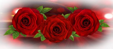 Kırmızı güller kapanıyor. Arkaplan.