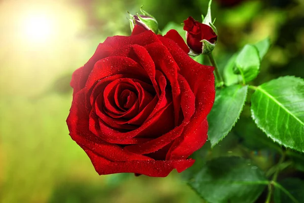 Rote Rosen Aus Nächster Nähe Hintergrund — Stockfoto
