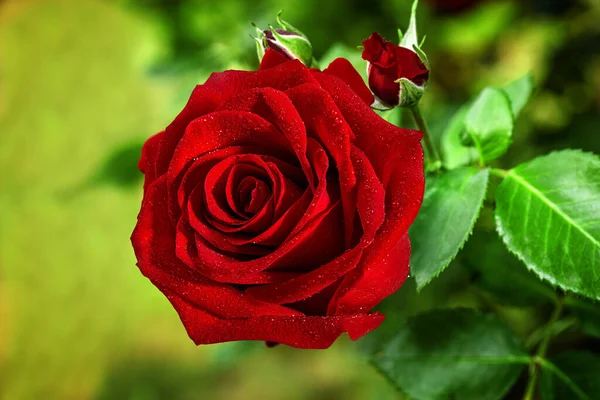 Rose Rosse Vicino Contesto — Foto Stock