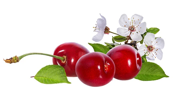 Cherry Segar Dengan Daun Terisolasi Pada Latar Belakang Putih — Stok Foto