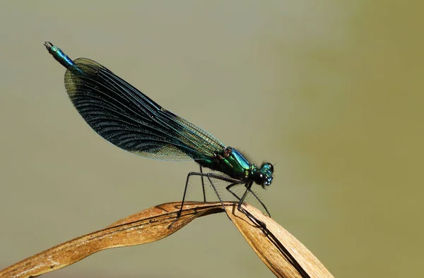 Manliga Banded Jungfruslända Calopteryx Splendens Vilande Ett Grässtrå Finland — Stockfoto