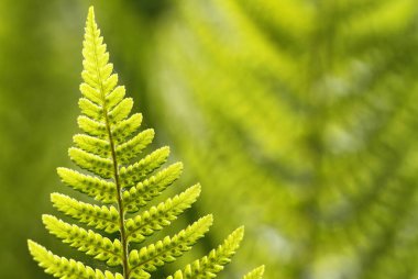 Devekuşu fern, Matteuccia struthiopteris, Sporlar konusunda bölünmüş yaprak.