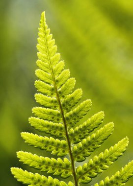 Devekuşu fern, Matteuccia struthiopteris, Sporlar konusunda bölünmüş yaprak.