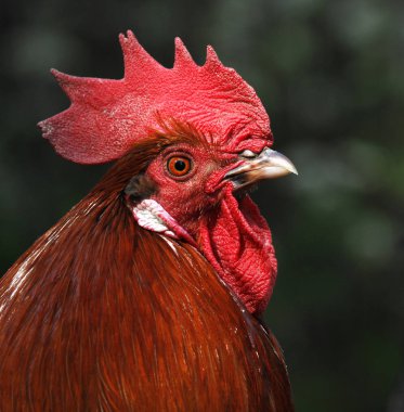 Head of a rooster cock (Gallus gallus domesticus) with large red comb and wattles. clipart