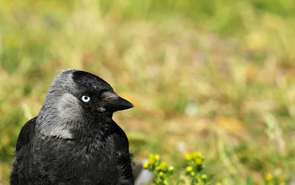 Western Jackdaw Coloeus Monedula Grama Visby Gotland Suécia — Fotografia de Stock