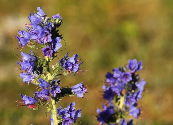 Engerekler bugloss, deniz kıyısı İsveç Gotland Adası üzerinde Echium vulgare.