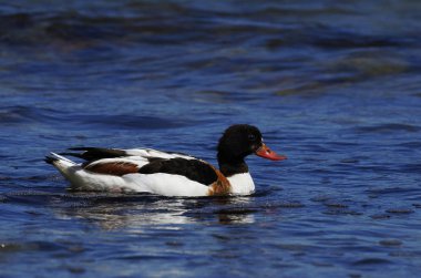 Yetişkin kadın ortak shelduck, Tadorna tadorna, İsveç Gotland Adası'nda Baltık Denizi'nde yüzme. 