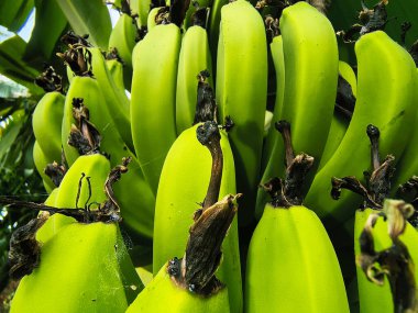 Yakın plan Macro Şat Çiçek uçlu Yeşil Muzlar