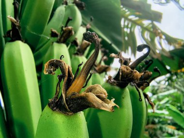 Yakın plan Macro Şat Çiçek uçlu Yeşil Muzlar