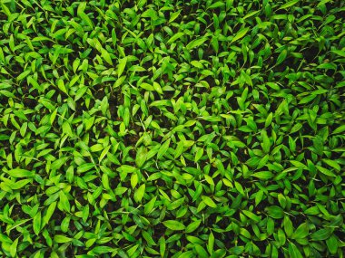 Tarım alanında yetişen yoğun yeşil muz tohumları