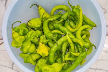 Shishito biber biberi karışımı Annuum japonsea, ya da Japon tatlı biberi, baharatlı ve çok lezzetli değil ve Cambuci biberi biber, yeşil çan şeklinde biber.