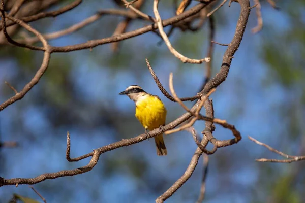 Brasilia, DF, Brezilya, 7 Eylül 2025. Brezilya 'nın Bağımsızlık Günü' nde sivil-askeri geçit töreni, askeri havacılık, savaş jetleri, helikopterler