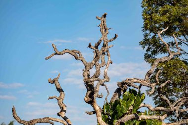 Brezilya Cerrado Biomu 'na özgü bükülmüş bir gövdesi olan Pequi ağacı