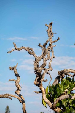 Brezilya Cerrado Biomu 'na özgü bükülmüş bir gövdesi olan Pequi ağacı