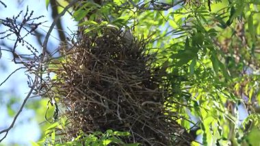 Dal dallı kuş yuvası, Joo-graveto veya Joo-de-pau, Phacellodomus rufifron, bu kuş türünün orijinal vokalizasyonu ile ses çıkarır.