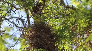Dal dallı kuş yuvası, Joo-graveto veya Joo-de-pau, Phacellodomus rufifron, bu kuş türünün orijinal vokalizasyonu ile ses çıkarır.
