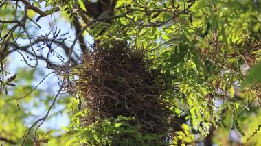 Dal dallı kuş yuvası, Joo-graveto veya Joo-de-pau, Phacellodomus rufifron, bu kuş türünün orijinal vokalizasyonu ile ses çıkarır.