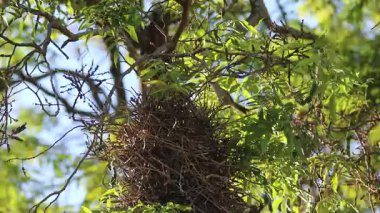 Dal dallı kuş yuvası, Joo-graveto veya Joo-de-pau, Phacellodomus rufifron, bu kuş türünün orijinal vokalizasyonu ile ses çıkarır.