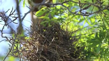 Dal dallı kuş yuvası, Joo-graveto veya Joo-de-pau, Phacellodomus rufifron, bu kuş türünün orijinal vokalizasyonu ile ses çıkarır.