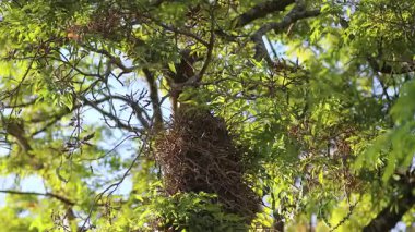 Dal dallı kuş yuvası, Joo-graveto veya Joo-de-pau, Phacellodomus rufifron, bu kuş türünün orijinal vokalizasyonu ile ses çıkarır.