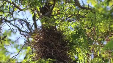 Dal dallı kuş yuvası, Joo-graveto veya Joo-de-pau, Phacellodomus rufifron, bu kuş türünün orijinal vokalizasyonu ile ses çıkarır.