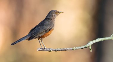 Rufous rumped Thrush Turdus rufiventris, Güney Amerika 'da yaygın bir kuş olup, tüm ardıçkuşlarının en ünlüsüdür. Sabia laranjeir