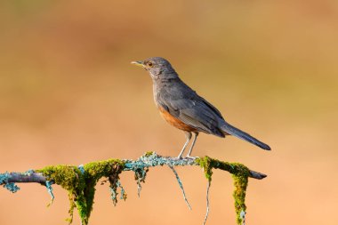 Rufous-rumped Thrush (Turdus rufiventris), Güney Amerika 'da bulunan ve tüm ardıçkuşlarının en bilineni olan kuş türüdür. Sabi laranjeira