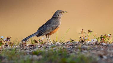 Rufous-rumped Thrush (Turdus rufiventris), Güney Amerika 'da bulunan ve tüm ardıçkuşlarının en bilineni olan kuş türüdür. Sabi laranjeira