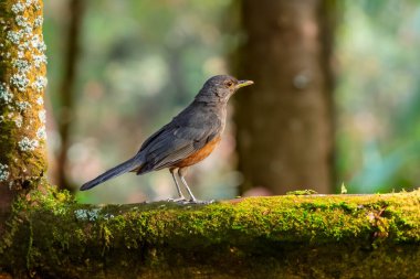 Rufous-rumped Thrush (Turdus rufiventris), Güney Amerika 'da bulunan ve tüm ardıçkuşlarının en bilineni olan kuş türüdür. Sabi laranjeira