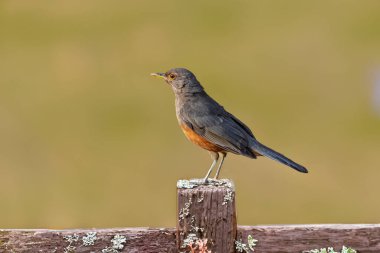Rufous-rumped Thrush (Turdus rufiventris), Güney Amerika 'da bulunan ve tüm ardıçkuşlarının en bilineni olan kuş türüdür. Sabi laranjeira