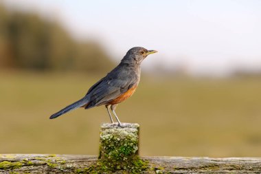Rufous-rumped Thrush (Turdus rufiventris), Güney Amerika 'da bulunan ve tüm ardıçkuşlarının en bilineni olan kuş türüdür. Sabi laranjeira