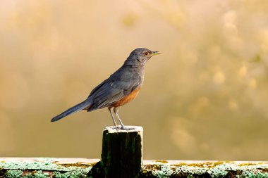 Rufous-rumped Thrush (Turdus rufiventris), Güney Amerika 'da bulunan ve tüm ardıçkuşlarının en bilineni olan kuş türüdür. Sabi laranjeira