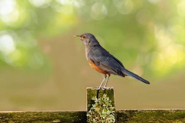 Rufous-rumped Thrush (Turdus rufiventris), Güney Amerika 'da bulunan ve tüm ardıçkuşlarının en bilineni olan kuş türüdür. Sabi laranjeira