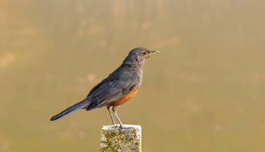 Rufous-rumped Thrush (Turdus rufiventris), Güney Amerika 'da bulunan ve tüm ardıçkuşlarının en bilineni olan kuş türüdür. Sabi laranjeira