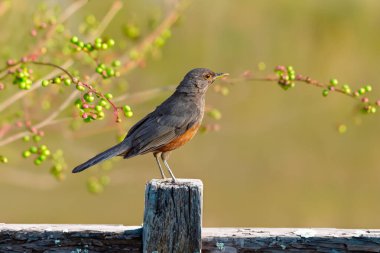 Rufous-rumped Thrush (Turdus rufiventris), Güney Amerika 'da bulunan ve tüm ardıçkuşlarının en bilineni olan kuş türüdür. Sabi laranjeira